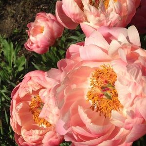 Meet your Posher, Angie